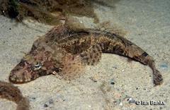Cymbacephalus nematophthalmus