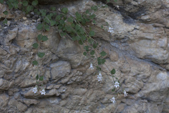 Campanula cashmeriana