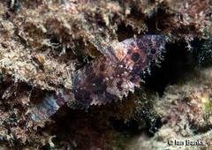 Guam Scorpionfish photo 5