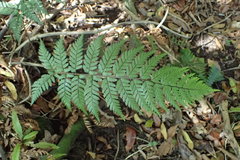 Polystichum neozelandicum