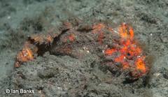 Paraploactis trachyderma