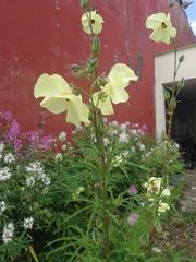 Abelmoschus esculentus