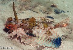 Dactyloptena orientalis
