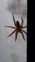 Dolomedes striatus