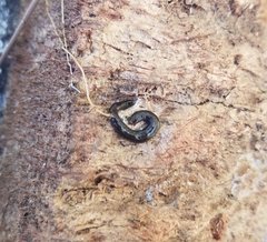 Endeavouria septemlineata