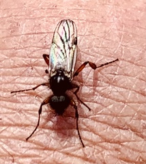Bibio xanthopus