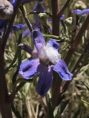 Delphinium recurvatum
