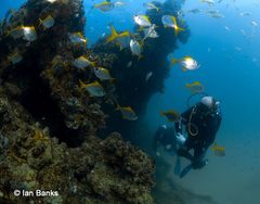 Schuettea scalaripinnis