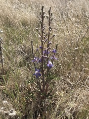 Delphinium recurvatum
