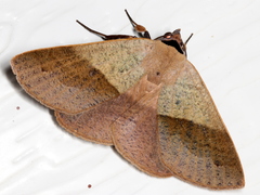 Ophyx ochroptera