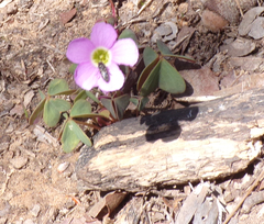 Acmaeoderini