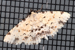 Sandava scitisignata