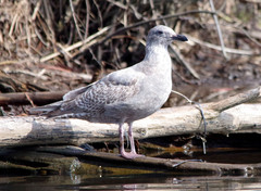 Larus glaucescens