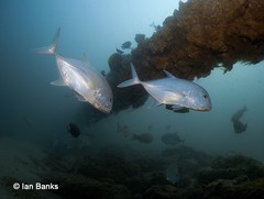 Caranx papuensis