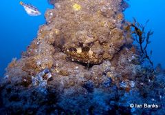 Epinephelus maculatus