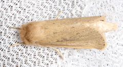 Bathytricha truncata