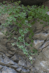 Campanula cashmeriana