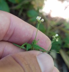 Cardiospermum microcarpum