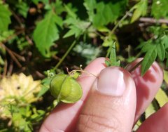 Cardiospermum microcarpum