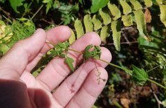 Cardiospermum microcarpum