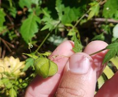 Cardiospermum microcarpum