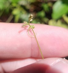 Cardiospermum microcarpum