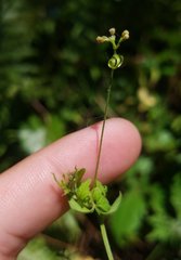 Cardiospermum microcarpum