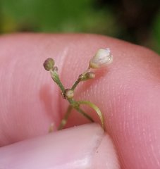 Cardiospermum microcarpum