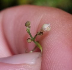 Cardiospermum microcarpum