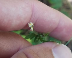 Cardiospermum microcarpum