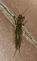 Neocurtilla