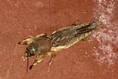 Neocurtilla