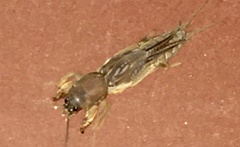 Neocurtilla