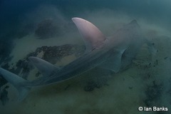 Rhynchobatus australiae