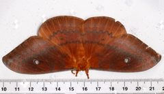 Syntherata janetta
