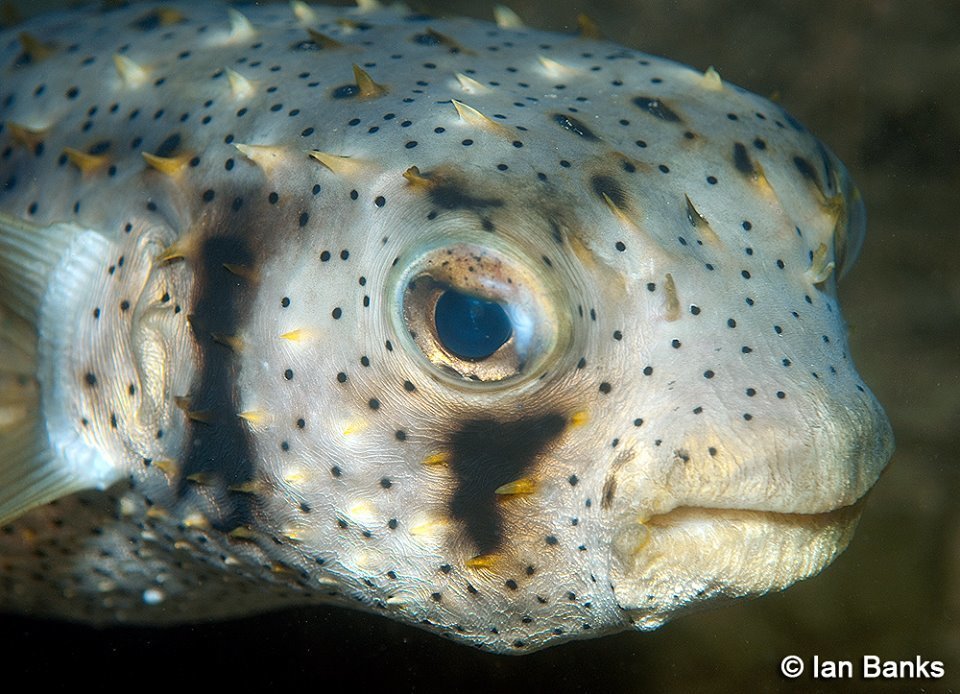 Porcupinefishes