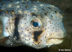 Threebar Porcupinefish photo 4