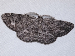 Hypomecis umbrosaria