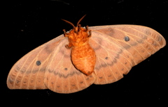Syntherata janetta