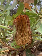 Banksia quercifolia