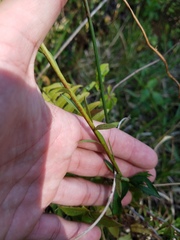 Solidago chrysopsis
