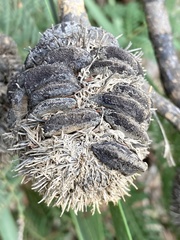 Banksia quercifolia
