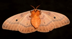 Syntherata janetta