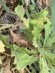 Banksia quercifolia