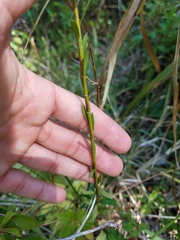 Solidago chrysopsis
