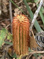 Banksia quercifolia