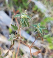 Croton glandulosus septentrionalis