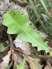 Banksia quercifolia