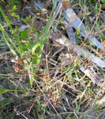 Croton glandulosus septentrionalis