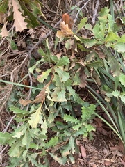 Banksia quercifolia
